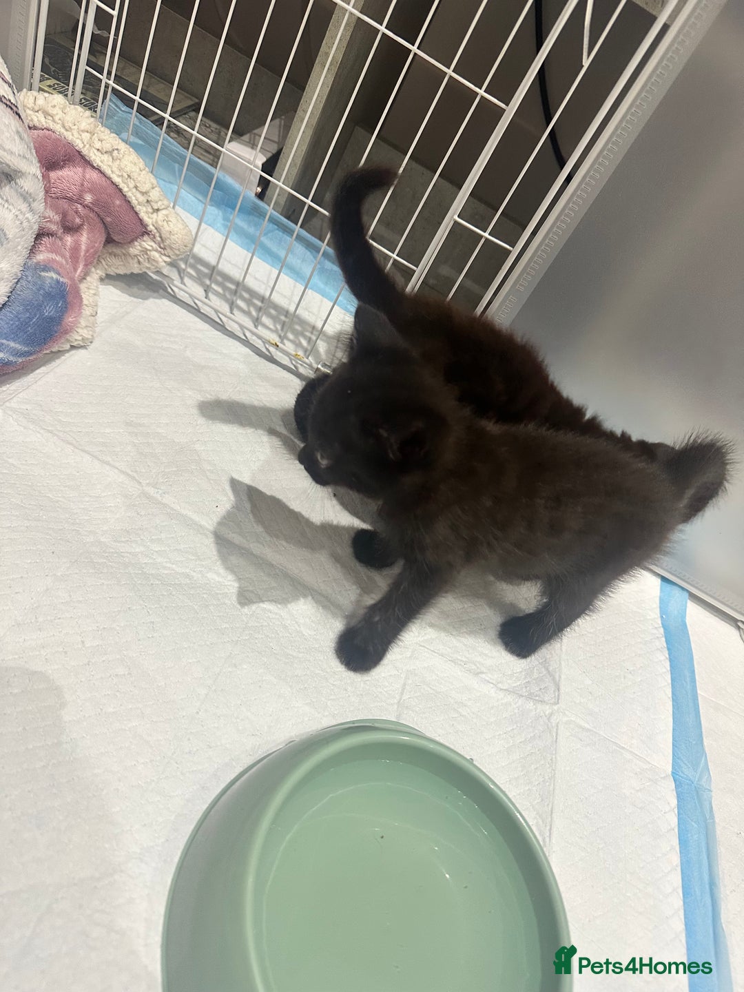 British Shorthair cats for sale: Kittens for sale  - Image 1