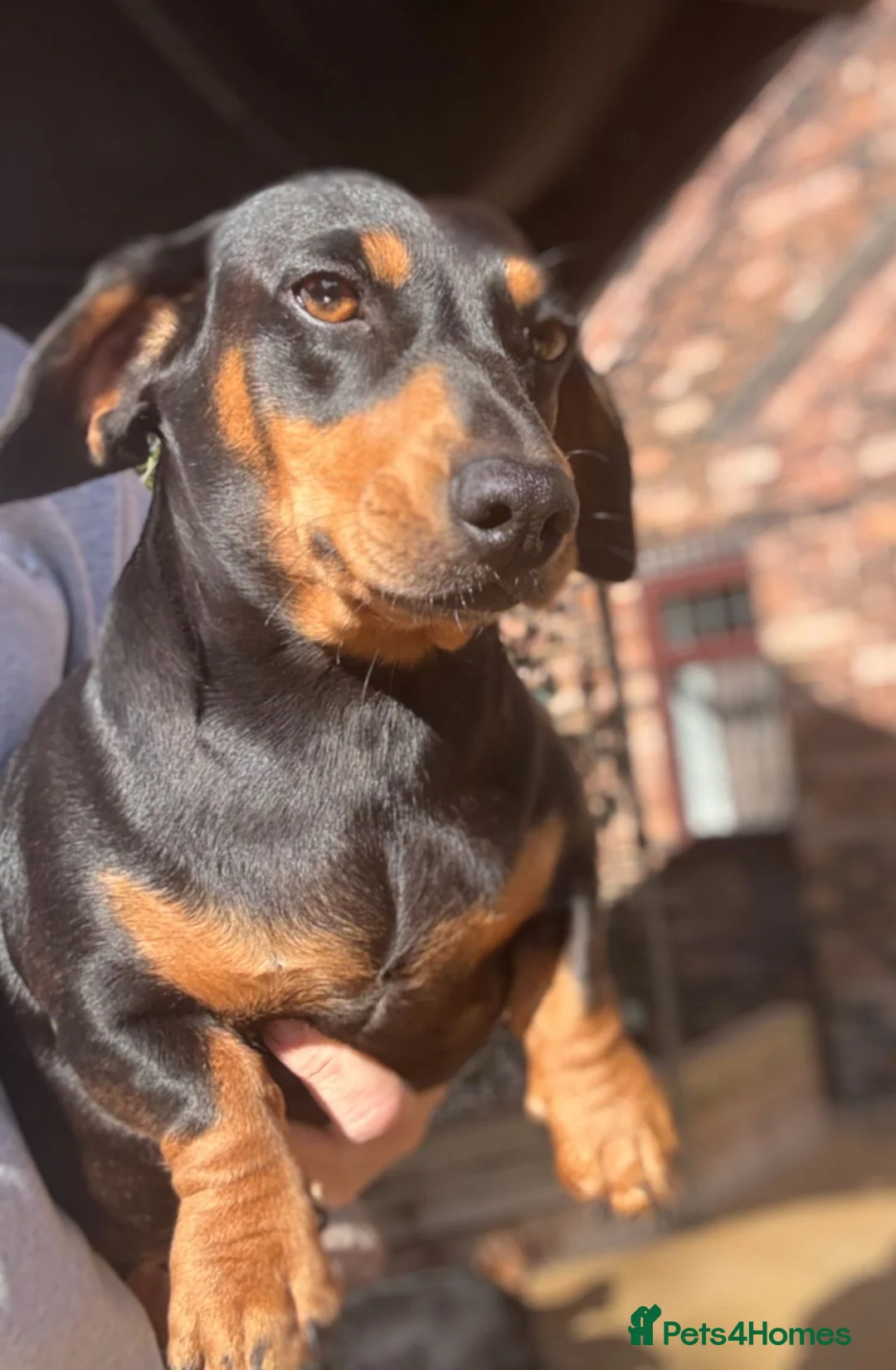 Doxiepoo dogs for sale: 🧡💛Adorable Daxipoo Puppies 💜🩷 - Advert 16