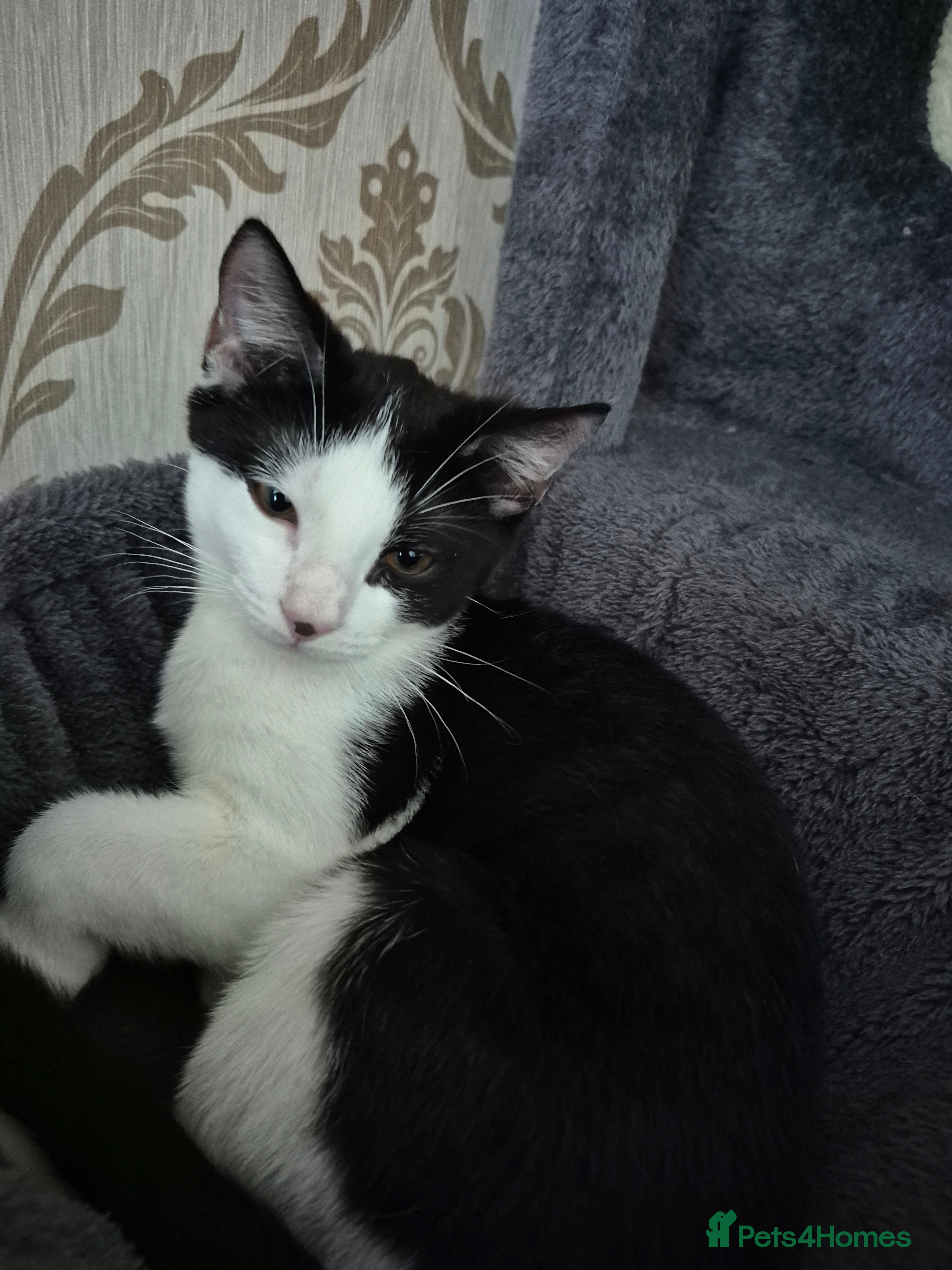 Mixed Breed cats Victor Looking for his forever home!  - Advert 1