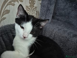 Mixed Breed cats Victor Looking for his forever home! - Advert 1