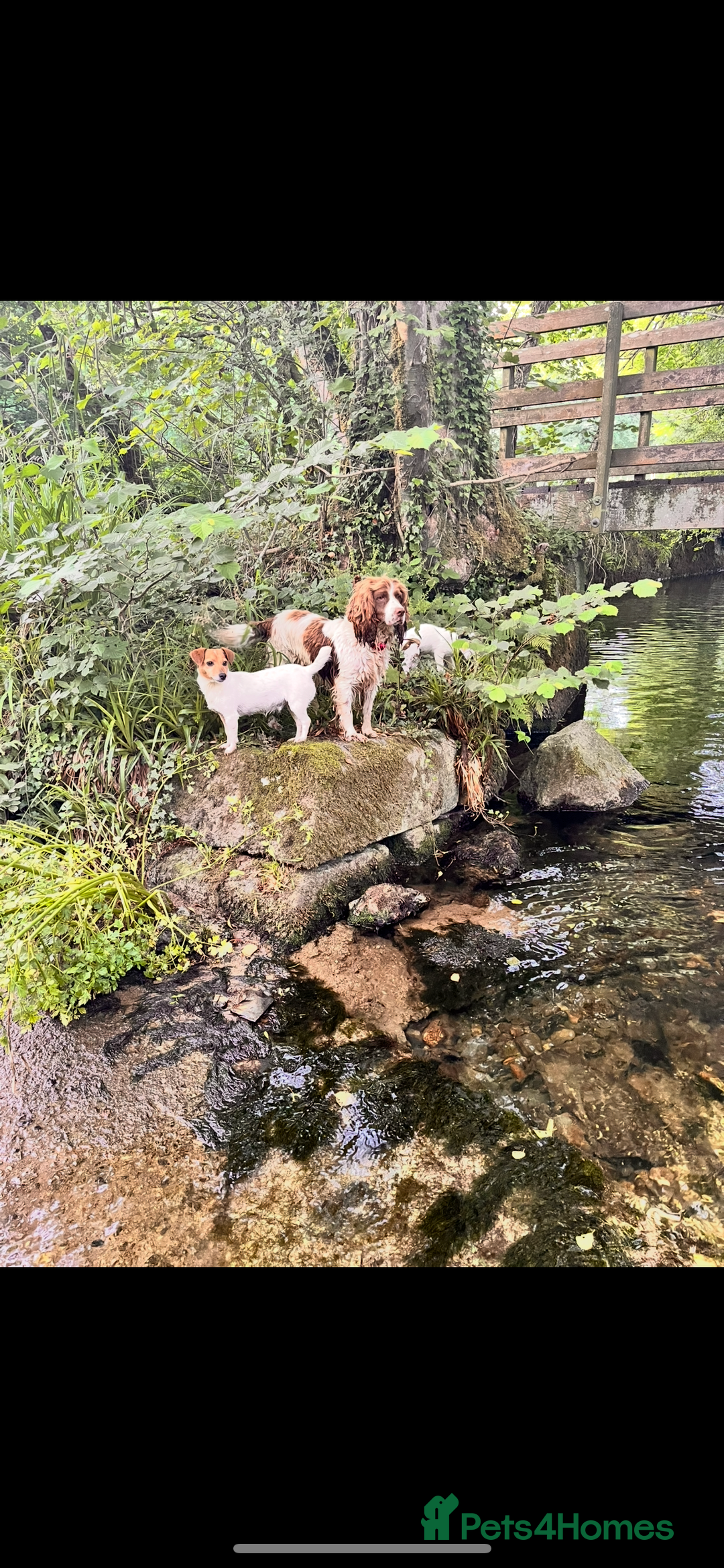 Jack Russell dogs for sale: Jack Russell puppies for sale - Advert 12