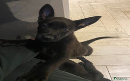 Belgian Shepherd Dog dogs for sale: Malinois x Dutch herder ready now to collect ! in Wingate - Image 1