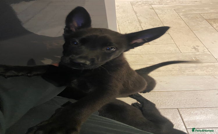 Belgian Shepherd Dog dogs in Wingate - Advert 3