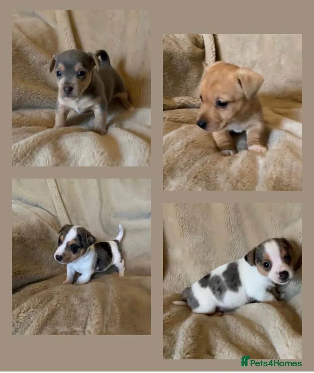 Jack Russell dogs for sale: Exceptional unusual coloured mini JR puppies - Advert 3
