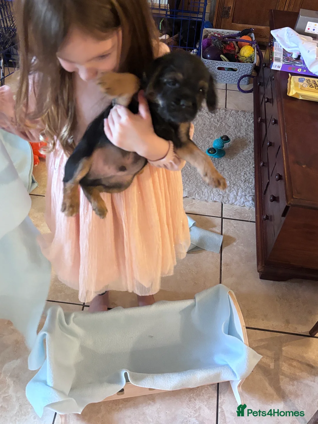 Border Terrier dogs for sale: Stunning KC Registered Border Terrier Puppies - Advert 3