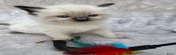 Ragdoll cats for sale: 🏆gccf(GRCH mum)male ragdoll kitten  🥇🐾 - Advert 21
