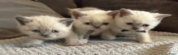 British Shorthair cats for sale: British shorthair colourpoint kittens  - Advert 2