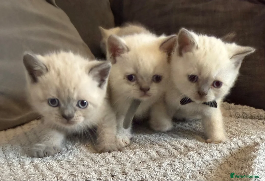 British Shorthair cats for sale: British shorthair colourpoint kittens  - Advert 2