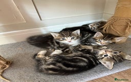 British Shorthair cats for sale: 6 Gorgeous Kittens - Image 1