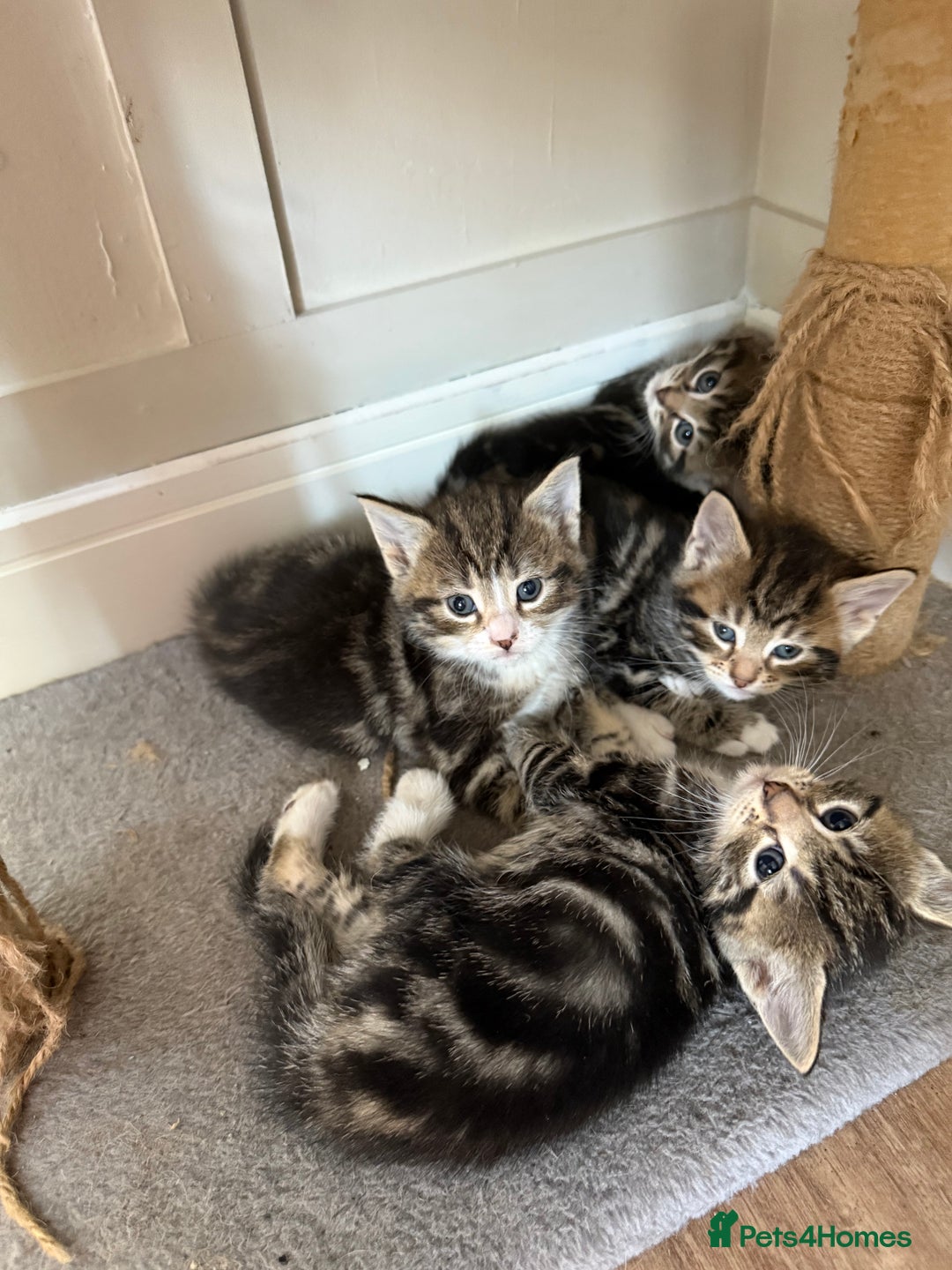 British Shorthair cats for sale: 6 Gorgeous Kittens - Image 1