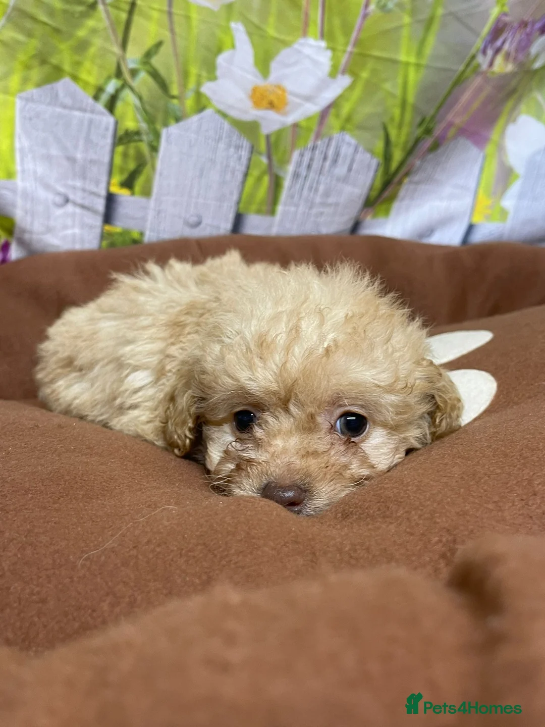 Cavapoo dogs for sale: F1B cavapoos ⭐️ - Advert 5