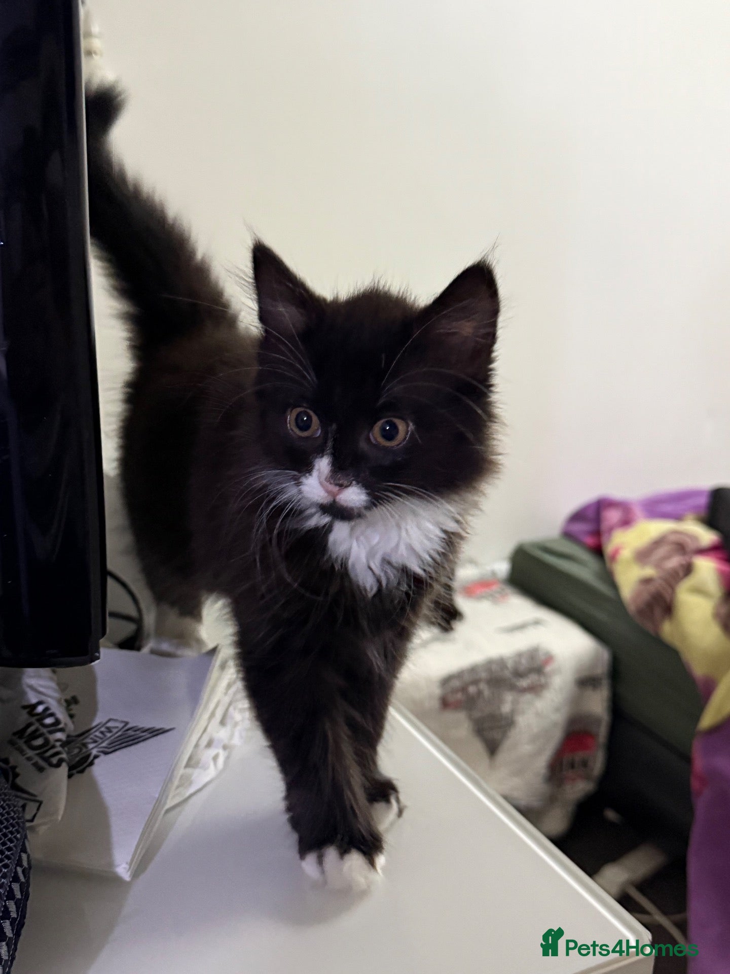 Mixed Breed cats Lovely Mixed-Breed Kitten & Mother Pair  - Advert 7