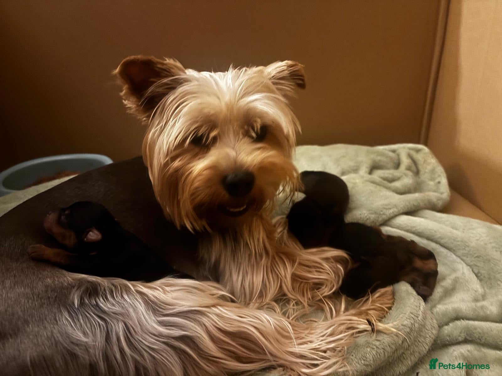 Yorkiepoo dogs Yorkiepoo - Advert 2