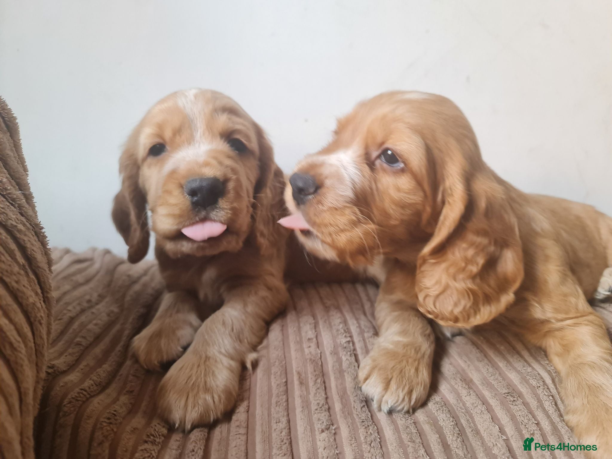 Cocker Spaniel dogs 3 golden Cocker Spaniels  - Advert 1