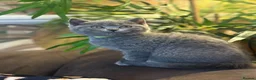 British Shorthair cats for sale: 😻Blue British Shorthair Boy ChampionLine 😻🥇🏆 - Advert 4