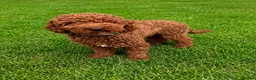 Cockapoo dogs for sale: F1 Fox Red Cockerpoo puppies. (Dad DNA tested) - Advert 5