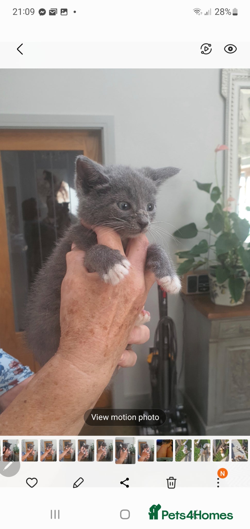 British Shorthair cats BSH part bred - Advert 1