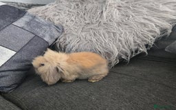 Mini Lion Lop rabbits for sale: 8 weeks Tiny MINI LION LOP BABY Boy - Image 5