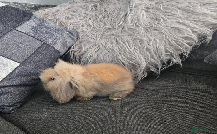 Mini Lion Lop rabbits - Advert 2