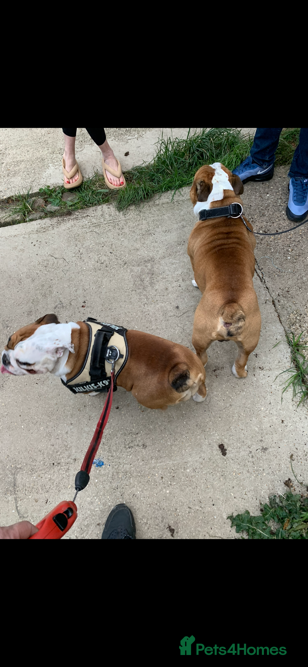 English Bulldog dogs for sale: English bulldogs - Advert 6