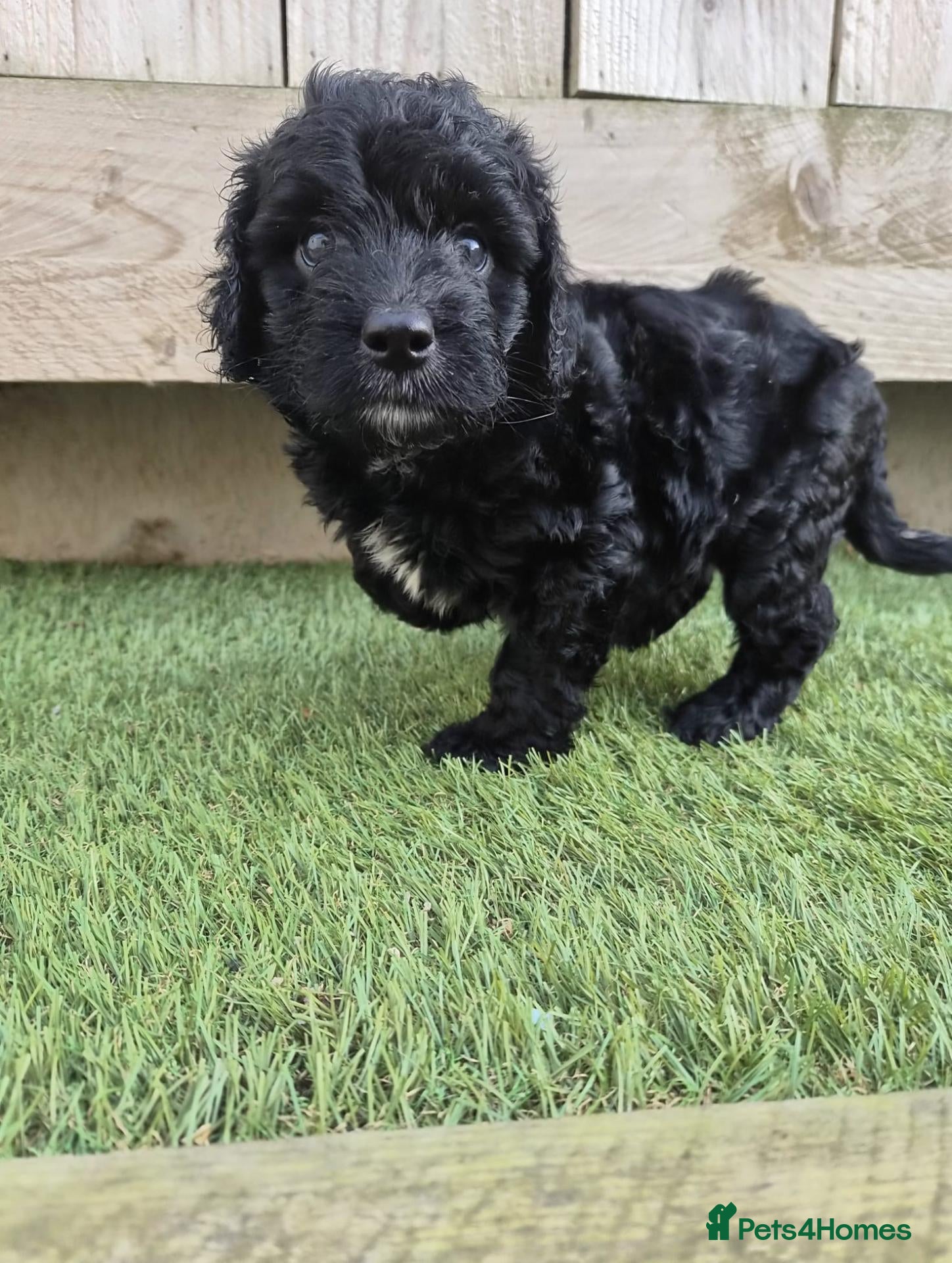 Cockapoo dogs for sale: LAST BOY LEFT ✨️ F1 COCKAPOO PUPPIES ✨️ - Advert 1