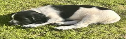 English Springer Spaniel dogs for sale: Stunning KC Registered ESS from working stock - Advert 18