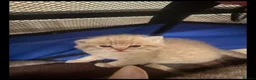 British Shorthair cats for sale: 🐾 British Shorthair Kittens - Advert 2