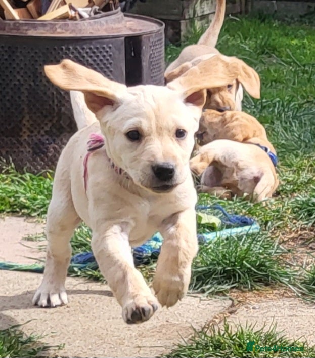 Labrador Retriever dogs Beautifull and Fit golden retrievier labrador pups - Advert 5