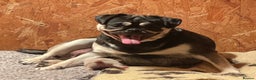 Pug dogs for sale: Pink champagne pug puppy - Advert 3