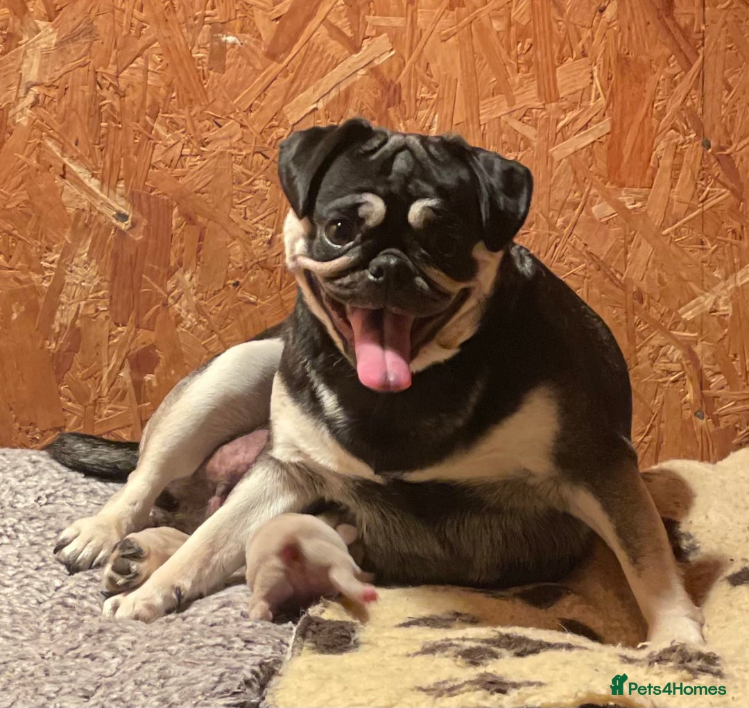 Pug dogs for sale: Pink champagne pug puppy - Advert 3