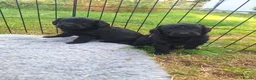 Labradoodle dogs for sale: 🌟Stunning Miniature Labradoodle Pups🌟 - Advert 14