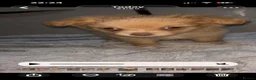 Pomchi dogs for sale: Pomchi puppies  - Advert 14