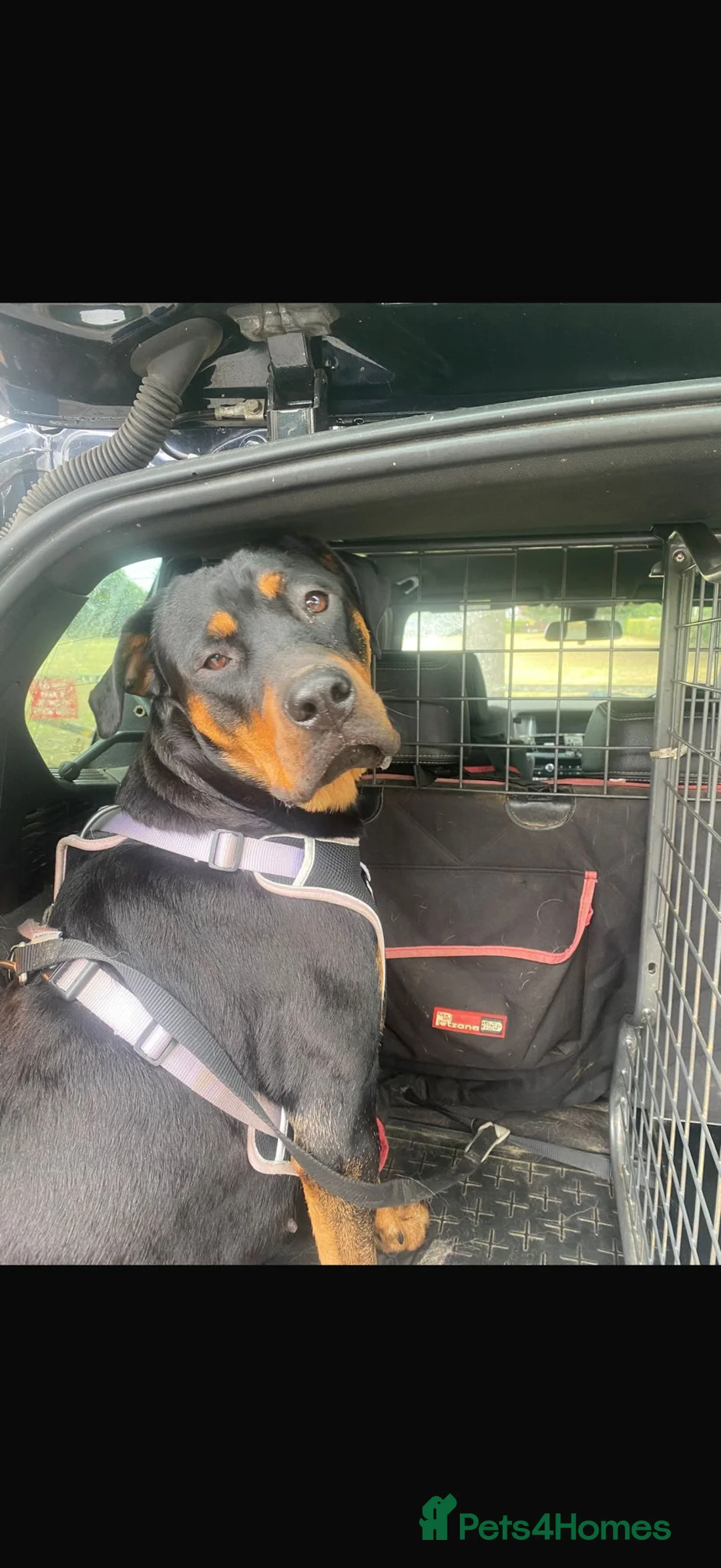 Rottweiler dogs for sale: Beautiful Rottweiler 20 Months Old - Advert 2