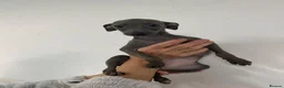 Italian Greyhound dogs for sale: Handsome Italian greyhound - Advert 1