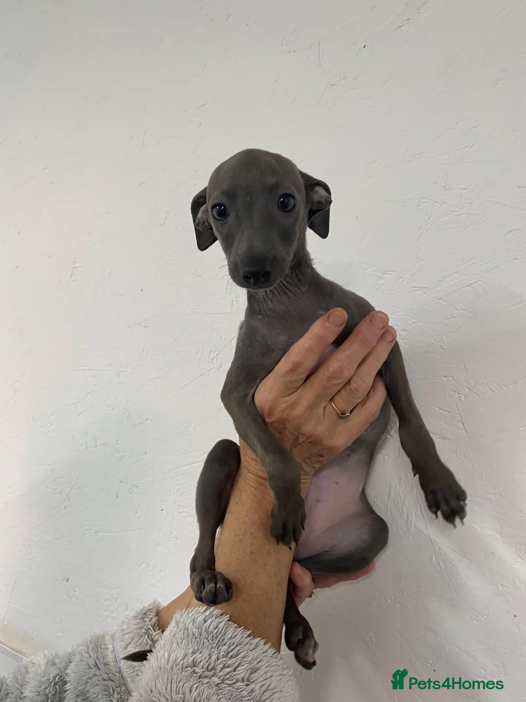 Italian Greyhound dogs for sale: Handsome Italian greyhound - Advert 1