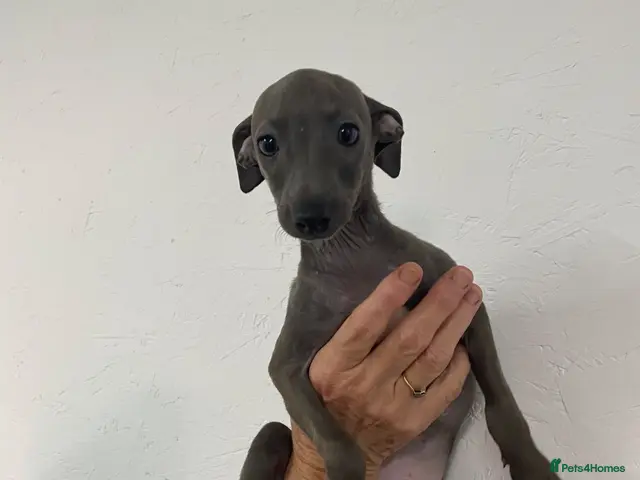 Italian Greyhound dogs Handsome Italian greyhound - Advert 1