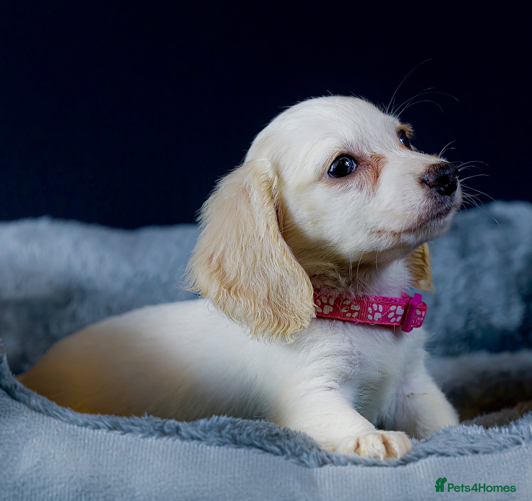 Miniature Dachshund Puppy 7