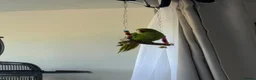 Ringnecks birds for sale: Young Indian Ringneck  - Advert 5