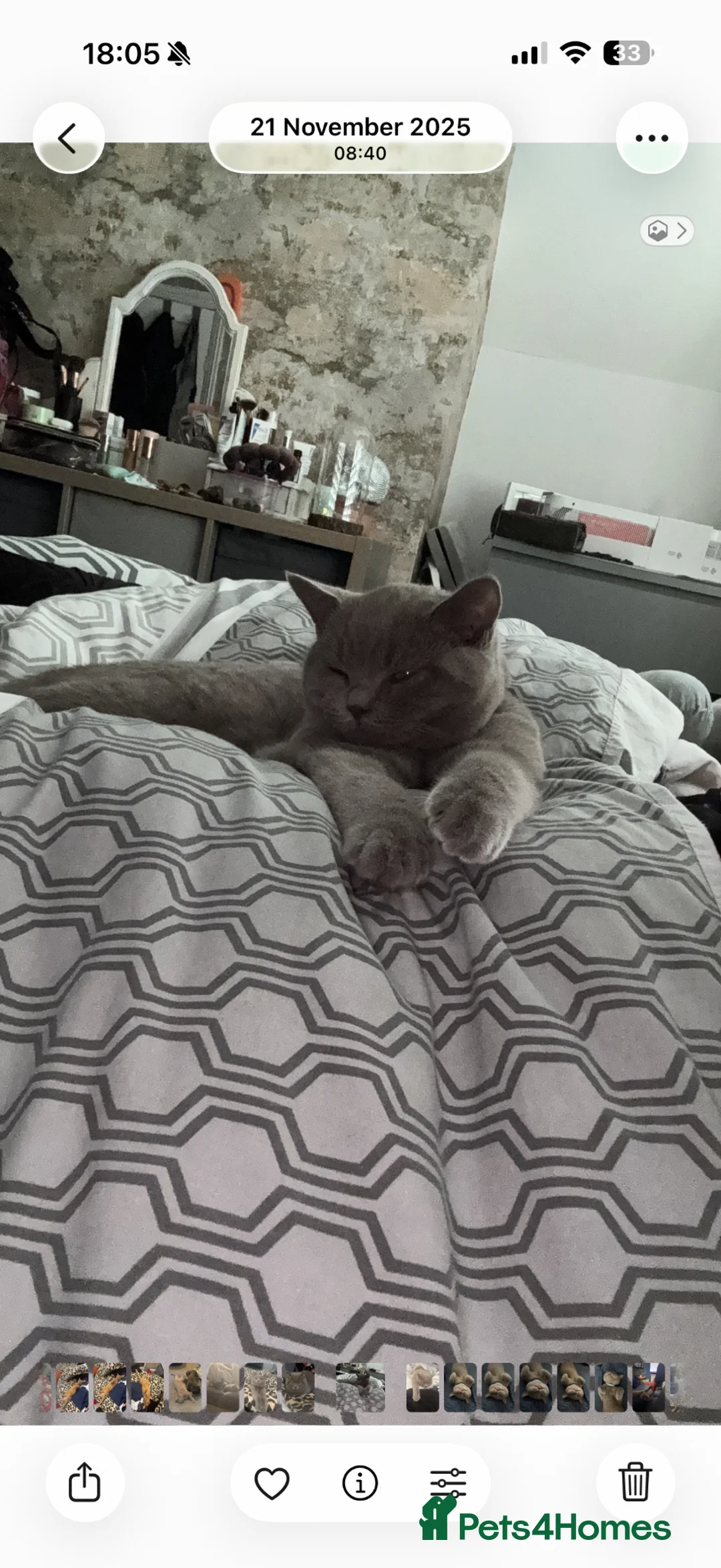 British Shorthair cats for sale: Reluctant Sale lilac British short haired male - Advert 2