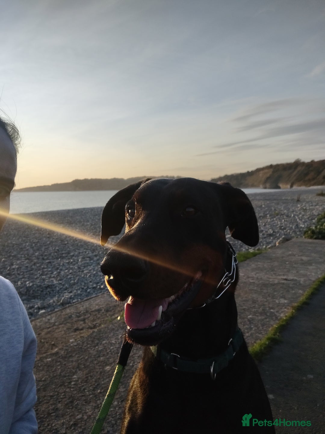 Dobermann dogs for sale: 4 year old Male Doberman looking for forever home - Image 36