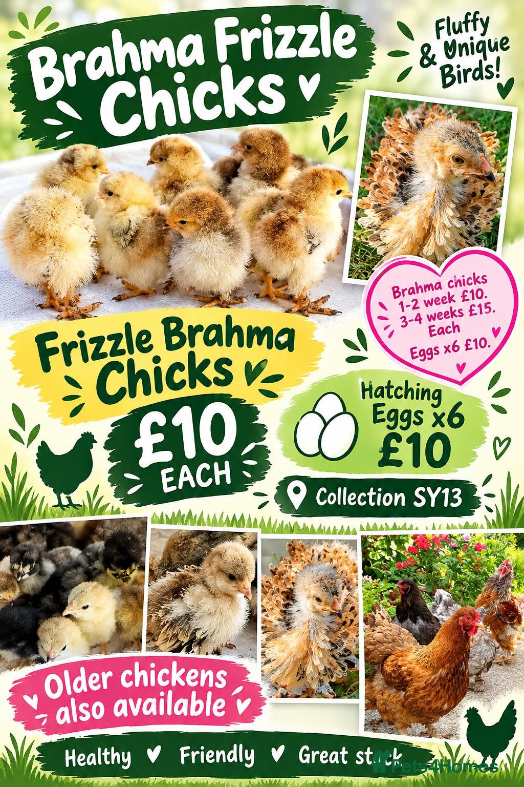 Chickens poultry Frizzle Brahma chicks  - Advert 3