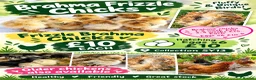 Chickens poultry for sale: Frizzle Brahma chicks  in Whitchurch - Advert 1