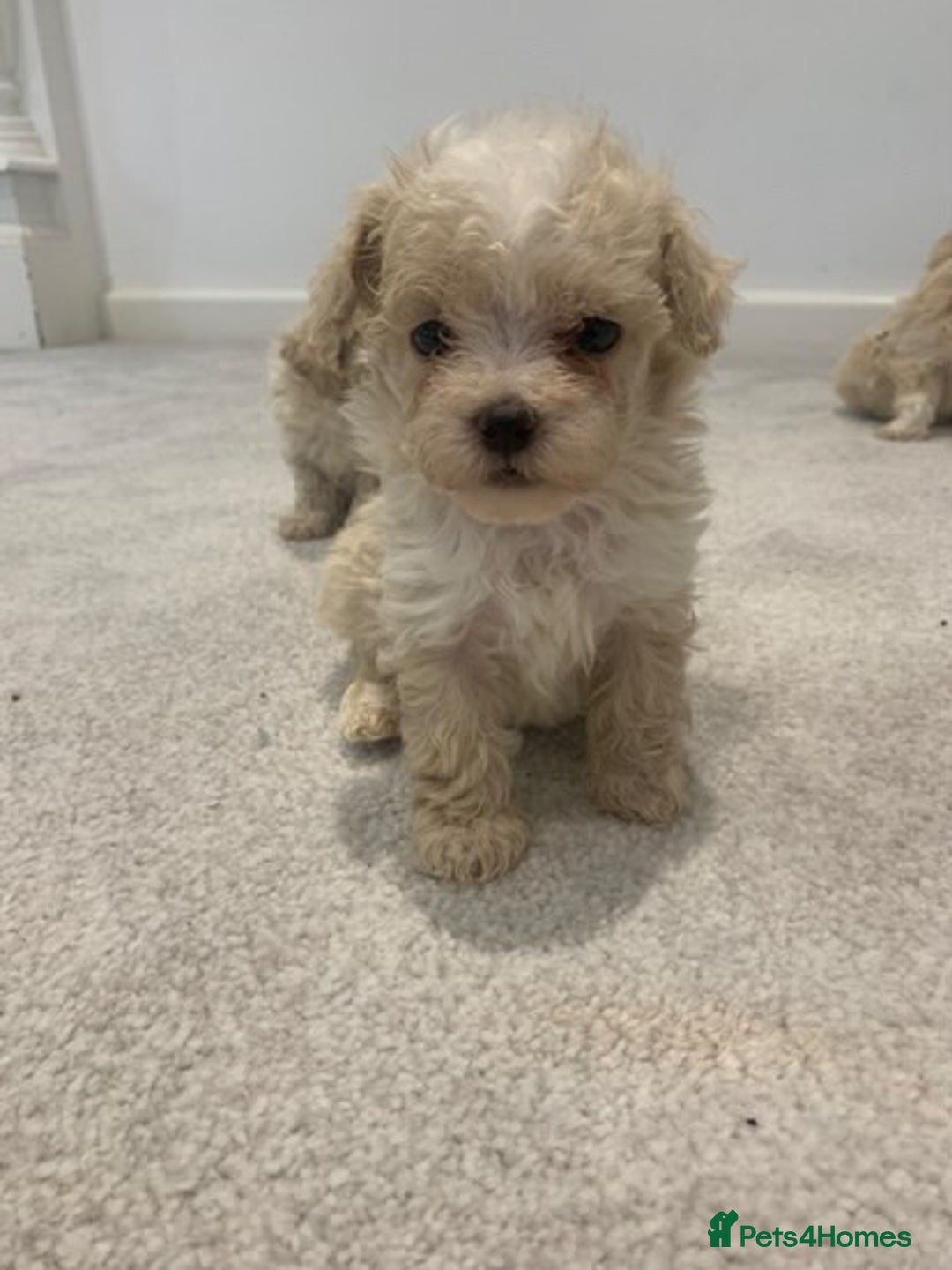 Maltipoo dogs for sale: Minature Maltipoo puppies  - Advert 5