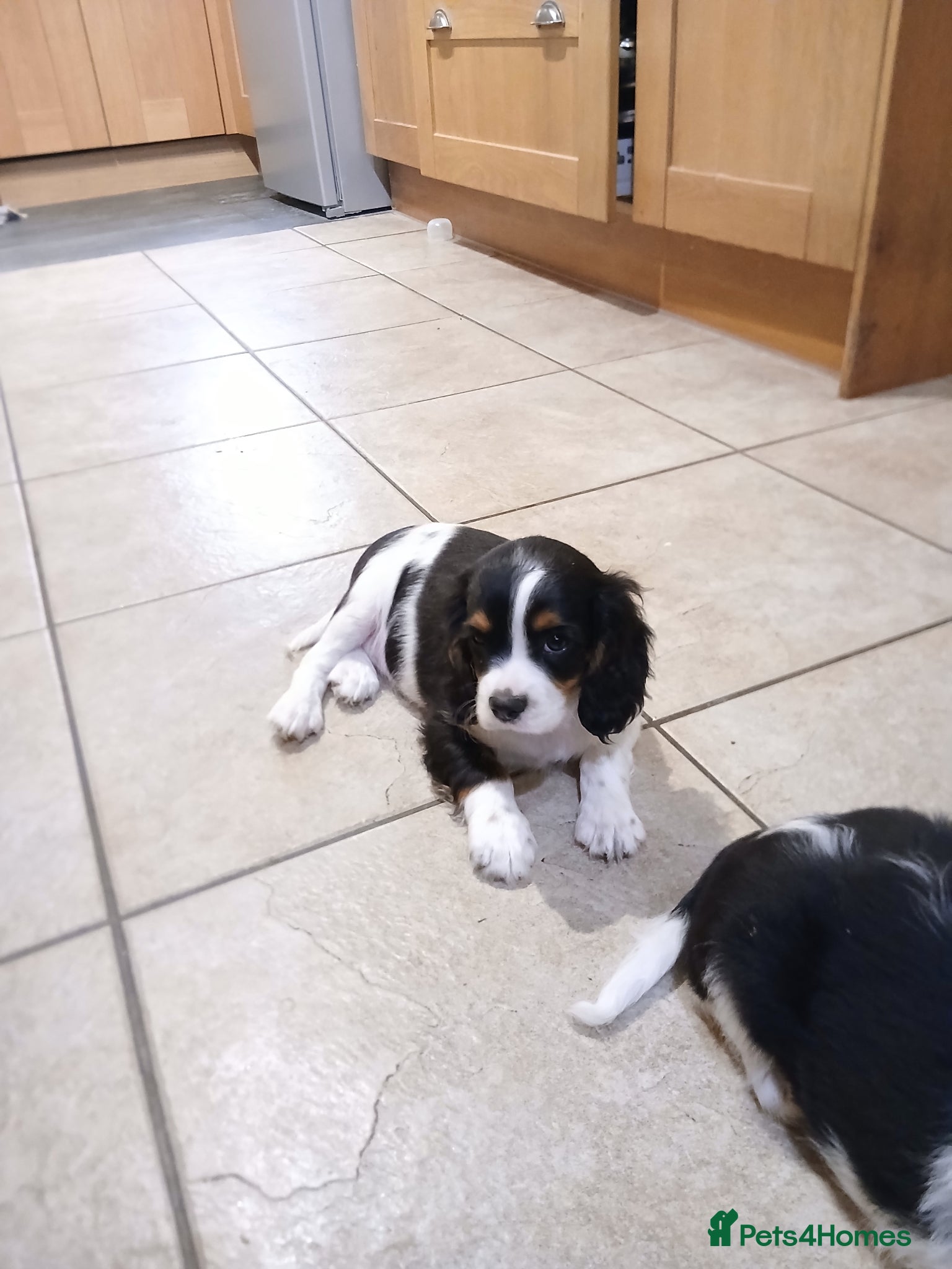 Cavalier King Charles Spaniel dogs Beautiful puppies - Advert 2