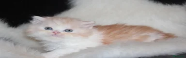 Scottish Fold Kitten 4