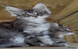Maine Coon cats for sale: Top quality Maine coon kittens - Image 14