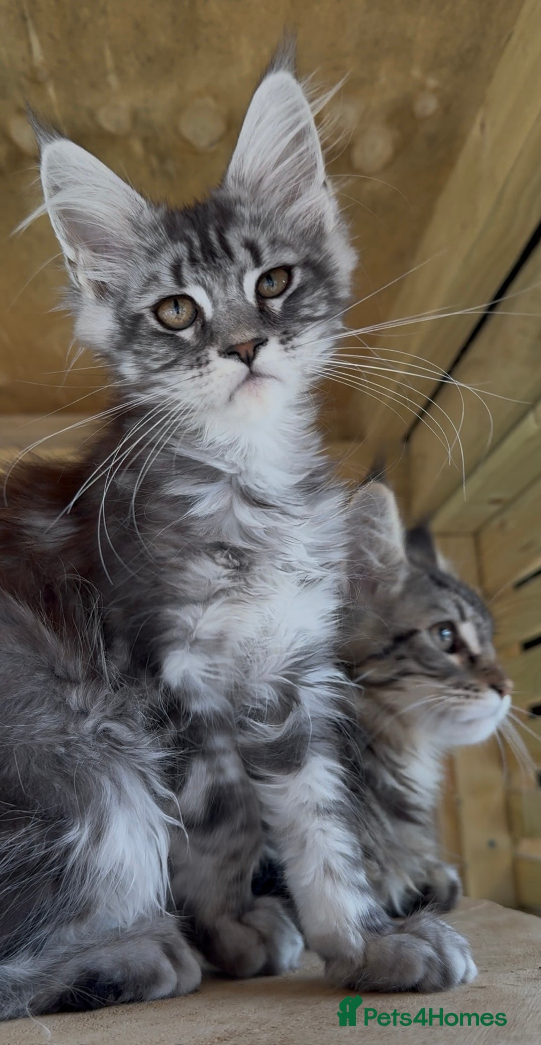 Maine Coon cats for sale: Top quality Maine coon kittens - Image 14