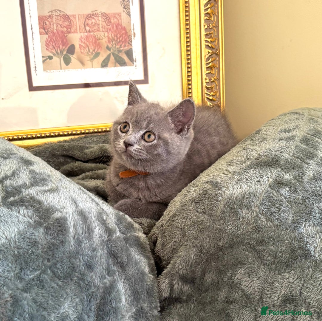 British Shorthair cats for sale: amazing british shorthair kittens ready to go - Image 1