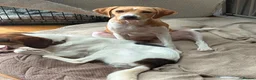 Mixed Breed dogs for adoption: Gretchen is ready to steal your heart - Advert 4