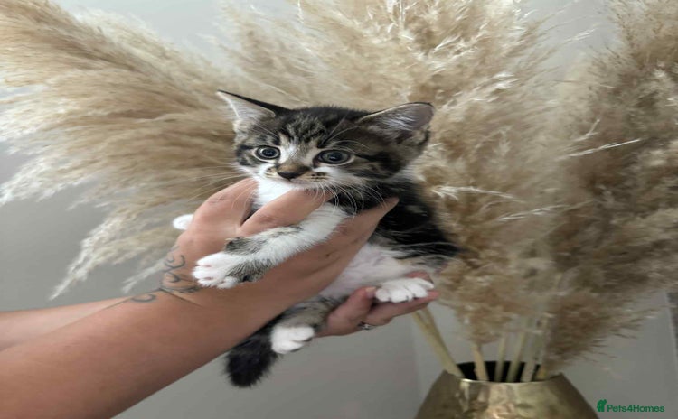 Mixed Breed cats - Advert 1